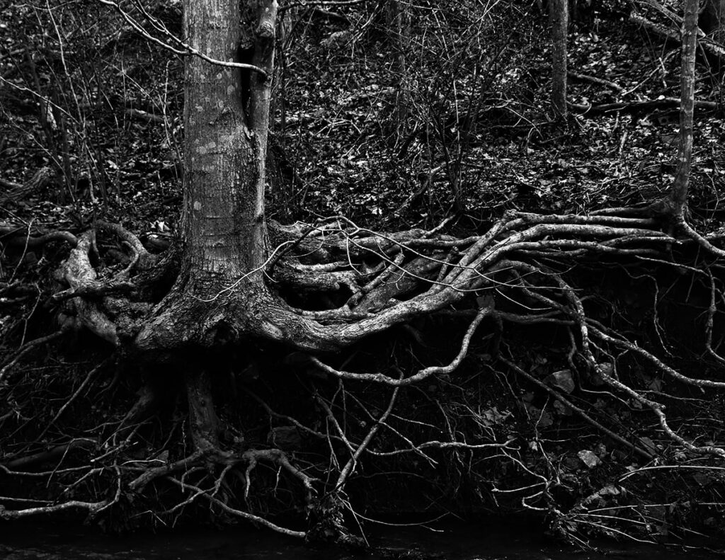 Tree with roots exposed