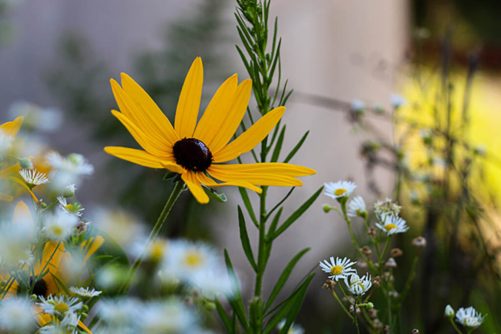 Yellow flower