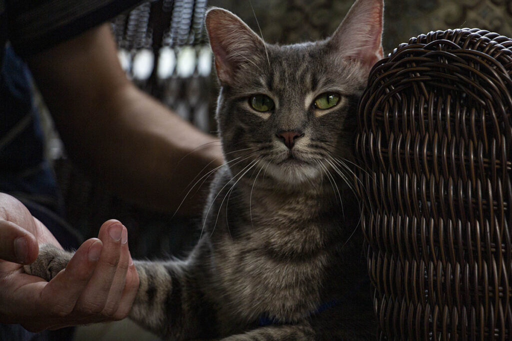 Cat Portrait