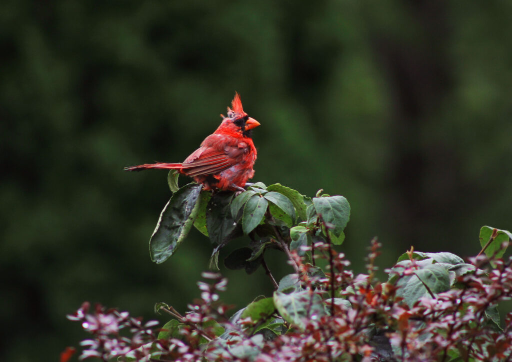 Emma Bearden photo of cardinal