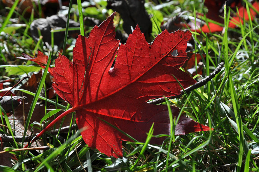 Kenzie Parker photo of red leaf